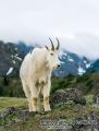 _IGP6560 mountain goat on rock